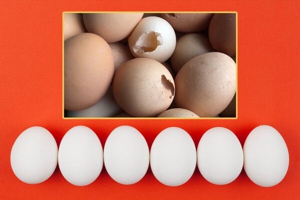 Relación entre función digestiva, salud y productividad en gallinas ponedoras - Image 3