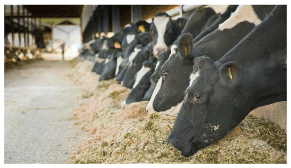 vacas lecheras perinatales