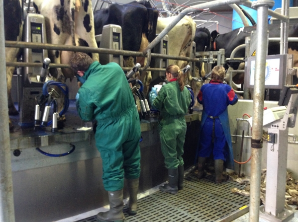 La Mastitis un problema del hato la visita al establo. - Image 25
