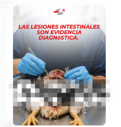Lesiones entéricas en aves: evaluación post mortem como herramienta diagnóstica - Image 4