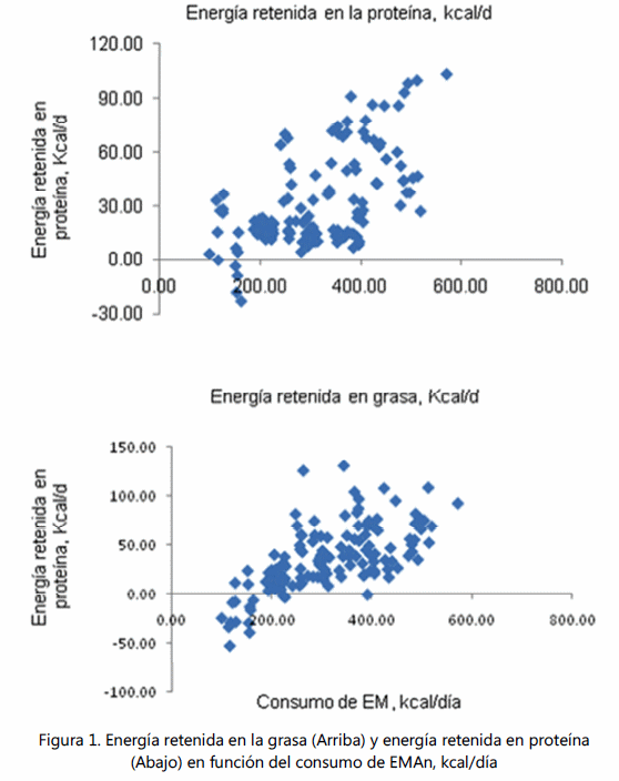 Predicción del requerimiento de energía en pollos de engorda - Image 3