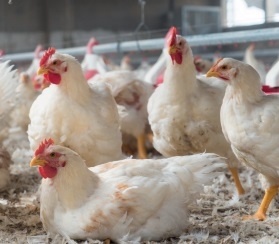 CMK y la vision hacia la inocuidad alimentaria y las bacterias multirresistentes - Image 3