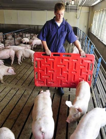 Manejo de cerdos sin estrés: comprensión del comportamiento porcino - Image 1