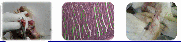 Efecto de la adición de L-Glutamina (Gln) + L-Ácido Glutámico (Glu), en dietas de pollo de engorda sobre la inmunidad, integridad intestinal y comportamiento productivo. - Image 1
