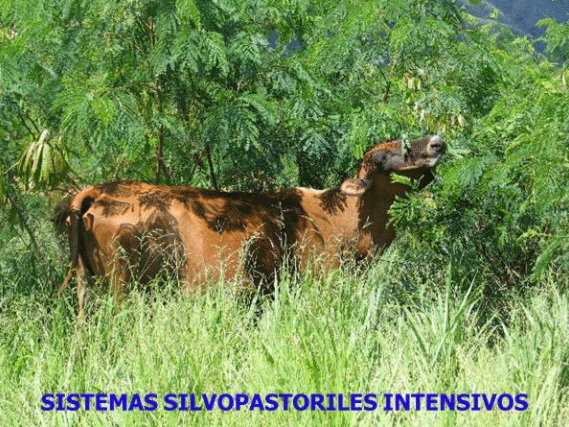BOTERO - CAPÍTULO IX PASTOREO RACIONAL INTENSIVO VOISIN UNA OPCIÓN PARA INTENSIFICAR Y HACER MÁS AMIGABLE CON EL AMBIENTE LA PRODUCCIÓN CON RUMIANTES EN PASTOREO EN EL TRÓPICO - Image 43