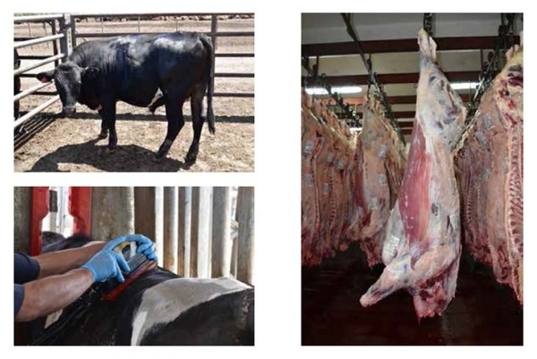 Respuesta productiva de machos castrados y enteros cruza Jersey x Holando Argentino en engorde a corral - Image 3
