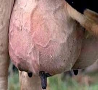 Mastitis - Introduccion, los factores que influyen en la salud de la ubre. - Image 9