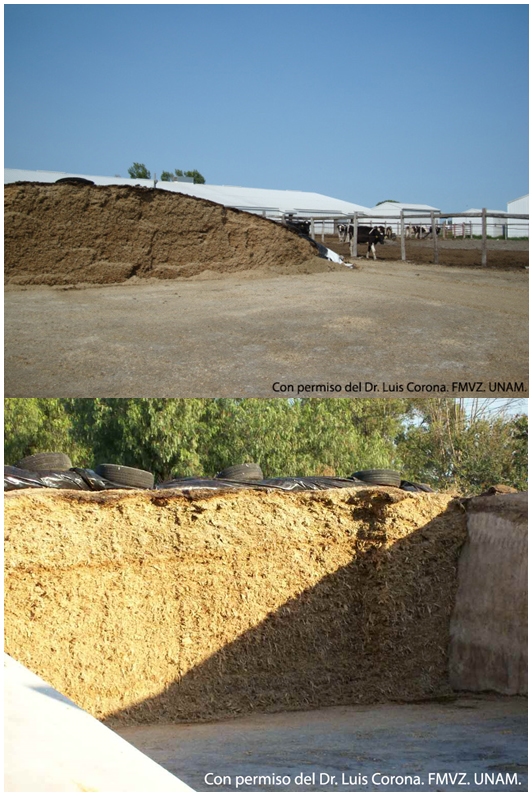 Manejo del (forraje) ensilado - Image 16