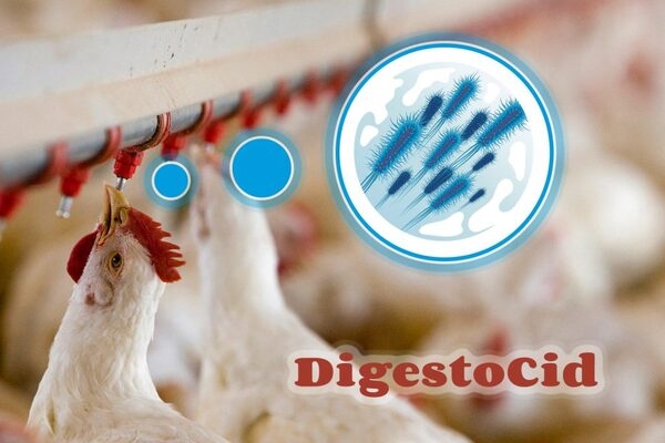 Efecto bacteriostático y bactericida “in vitro” de DigestoCid© y dos productos de la competencia - Image 1