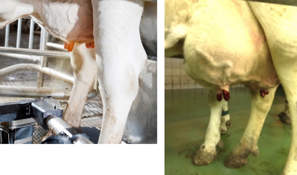 La Mastitis un problema del hato la visita al establo. - Image 20