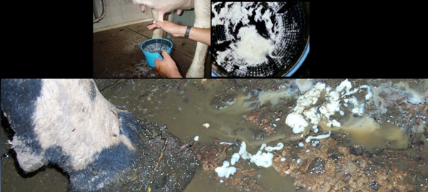 Pruebas para el diagnóstico de la mastitis bovina - Image 7