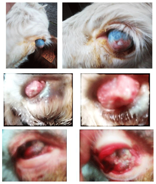 Figura 1. Aspecto macroscópico de tumores oculares compatibles con BOSCC obtenidos de bovinos Hereford. Obsérvese que los tumores se desarrollan en animales que en todos los casos presentaban la mucosa palpebral no pigmentada característica de esta raza (fotos tomadas a campo con teléfono celular).