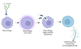 Figura 2: Activación de la respuesta inmune por β-glucanos. Modificado y adaptado de referencia (Bell et al., 2018). 