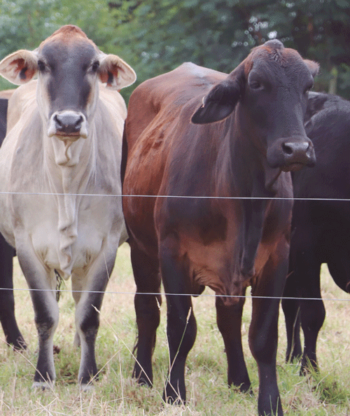 GMS - Pajillas de semen criopreservado para el proceso de fertilización in vitro - Image 2