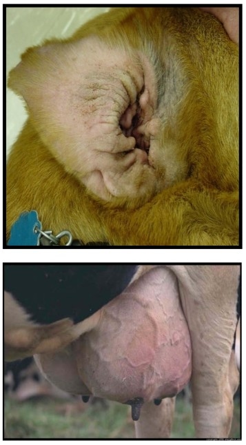 Detección de genes de resistencia a antibióticos en Staphylococcus aureus aislados de casos de mastitis bovina. - Image 1