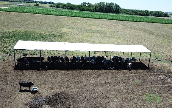 Manejo del ambiente físico para atenuar la producción de calor - Image 8