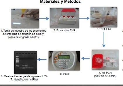 Expresión de mRNA de proteínas de uniones estrechas en mucosa intestinal de pollos de engorda Gallus gallus domesticus - Image 3