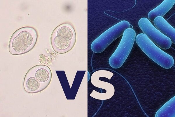 Enteritis necrótica y coccidiosis: diagnóstico diferencial - Image 1