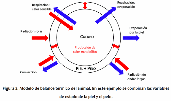Balance térmico en ganado de engorda europeo y cebú - Image 2