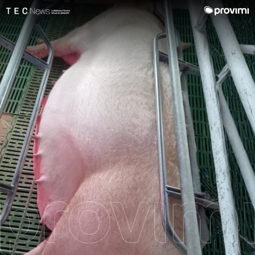 Nutrición preparto: el poder de la fibra en la dieta - Image 1