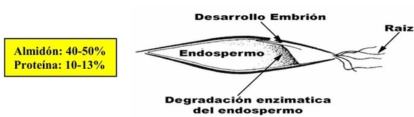 7° MITO ¿EL GRANO DE MAÍZ ES EL MEJOR DE TODOS? Similitudes y diferencias entre los granos de cereal. - Image 6
