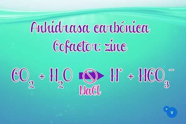Uso de PhytoMax© para contrarrestar los efectos negativos del agua salina en la calidad de la cáscara de huevo - Image 3