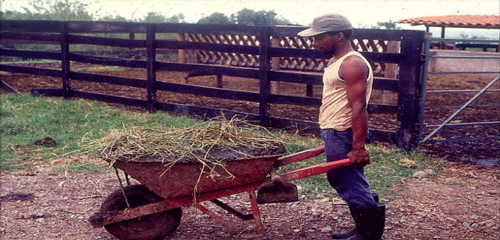 FOTOGRAFÍA 14. Transporte manual de los estolones de desecho mezclados con las heces animales, hacia los potreros establecidos con especies nativas. Hda. Miraflores; Ginebra, Valle del Cauca, Colombia. FUENTE: Raúl Botero Botero, 1992.