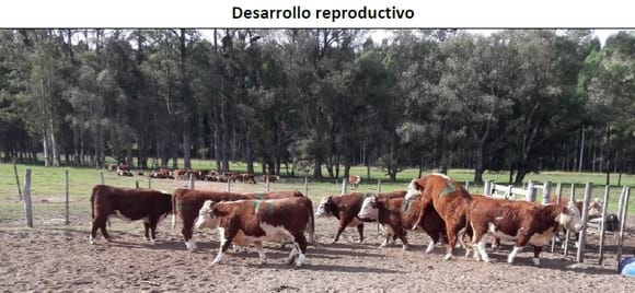 Recría de terneras en confinamiento alimentadas con dos niveles de oferta de ración - Image 10