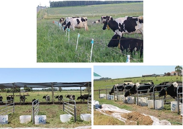 Efecto de diferentes medidas de mitigación del estrés por calor en vacas lecheras de alta producción - Image 4