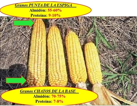 7° MITO ¿EL GRANO DE MAÍZ ES EL MEJOR DE TODOS? Similitudes y diferencias entre los granos de cereal. - Image 1