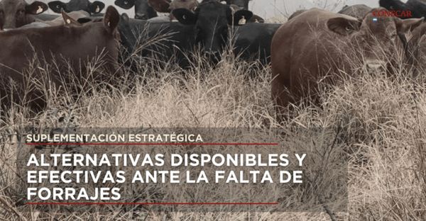 Suplementacion estrategica: alternativas disponibles y efectivas ante la falta de forrajes - Image 1