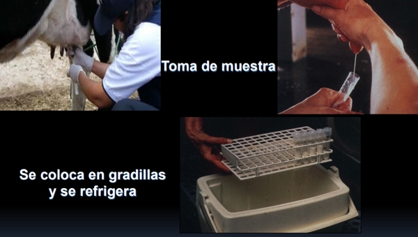 Lista de control para la visita al establo lechero toma correcta de muestras - Image 18