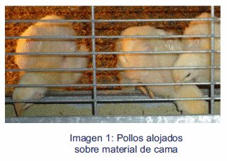 Efecto de la suplementación de aceite esencial de orégano sobre el estado antioxidante de pollos de carne - Image 1