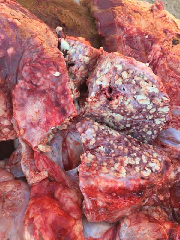 Síndrome respiratorio bovino: El reto sanitario en el ternero de cebo - Image 11