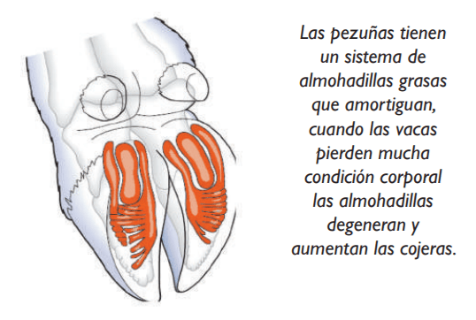 HORIZONTE - EVOLUCIÓN DE LOS CUIDADOS DE PEZUÑAS - Image 8
