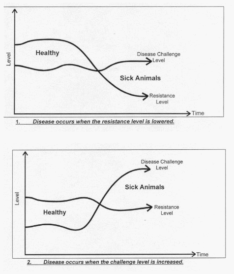 Infecciones bacterianas en recría y engorde, sirve bajar la presión de infección para reducir cuadros clínicos? - Image 1