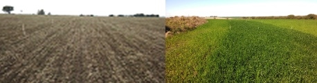 Fertilización del cultivo de trigo en Entre Ríos - Image 1