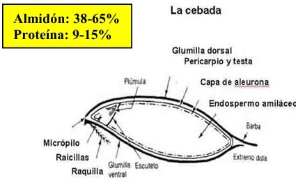 7° MITO ¿EL GRANO DE MAÍZ ES EL MEJOR DE TODOS? Similitudes y diferencias entre los granos de cereal. - Image 4