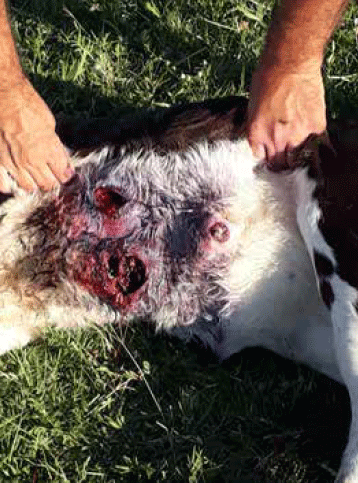 onfaloflebitis