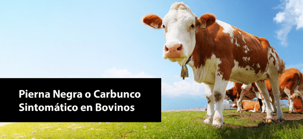 Pierna Negra o Carbunco Sintomático en Bovinos - Image 1