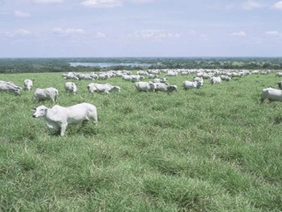 UNA OPCIÓN PARA INTENSIFICAR Y HACER MÁS AMIGABLE CON EL AMBIENTE LA PRODUCCIÓN CON RUMIANTES EN PASTOREO EN EL TRÓPICO 