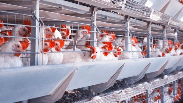Puntos clave de alimentación y manejo de pollos de engorde en diferentes edades - Image 1