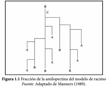 Estructura del Almidón - Image 3