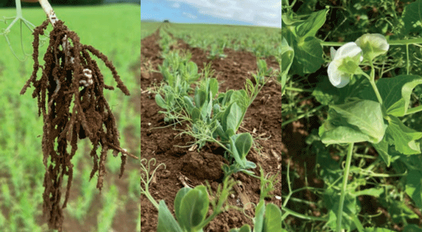 Raíces, zarcillos y flores son los componentes de las plantas de arveja forrajera.