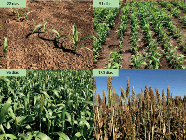Evolución del cultivo de sorgo granífero para ensilaje.