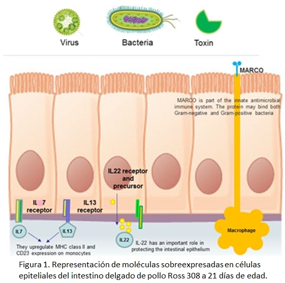 Fitogénicos: Una herramienta para una alimentación con salud - Image 1