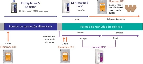 Programa de tratamiento que acompaña el proceso de muda inducida en las aves - Image 2