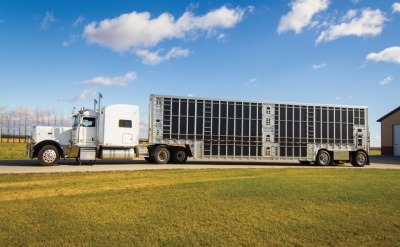 5 pasos para garantizar el manejo y transporte adecuados de los cerdos al mercado - Image 2