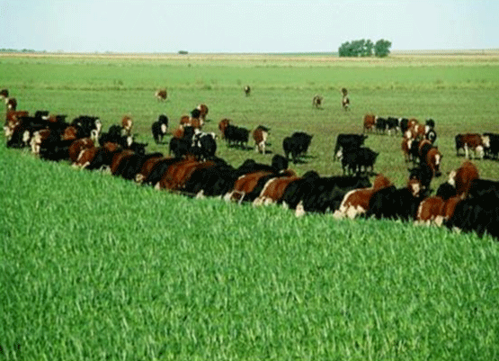 UNA OPCIÓN PARA INTENSIFICAR Y HACER MÁS AMIGABLE CON EL AMBIENTE LA PRODUCCIÓN CON RUMIANTES EN PASTOREO EN EL TRÓPICO 