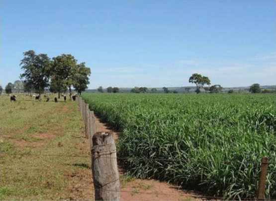UNA OPCIÓN PARA INTENSIFICAR Y HACER MÁS AMIGABLE CON EL AMBIENTE LA PRODUCCIÓN CON RUMIANTES EN PASTOREO EN EL TRÓPICO 